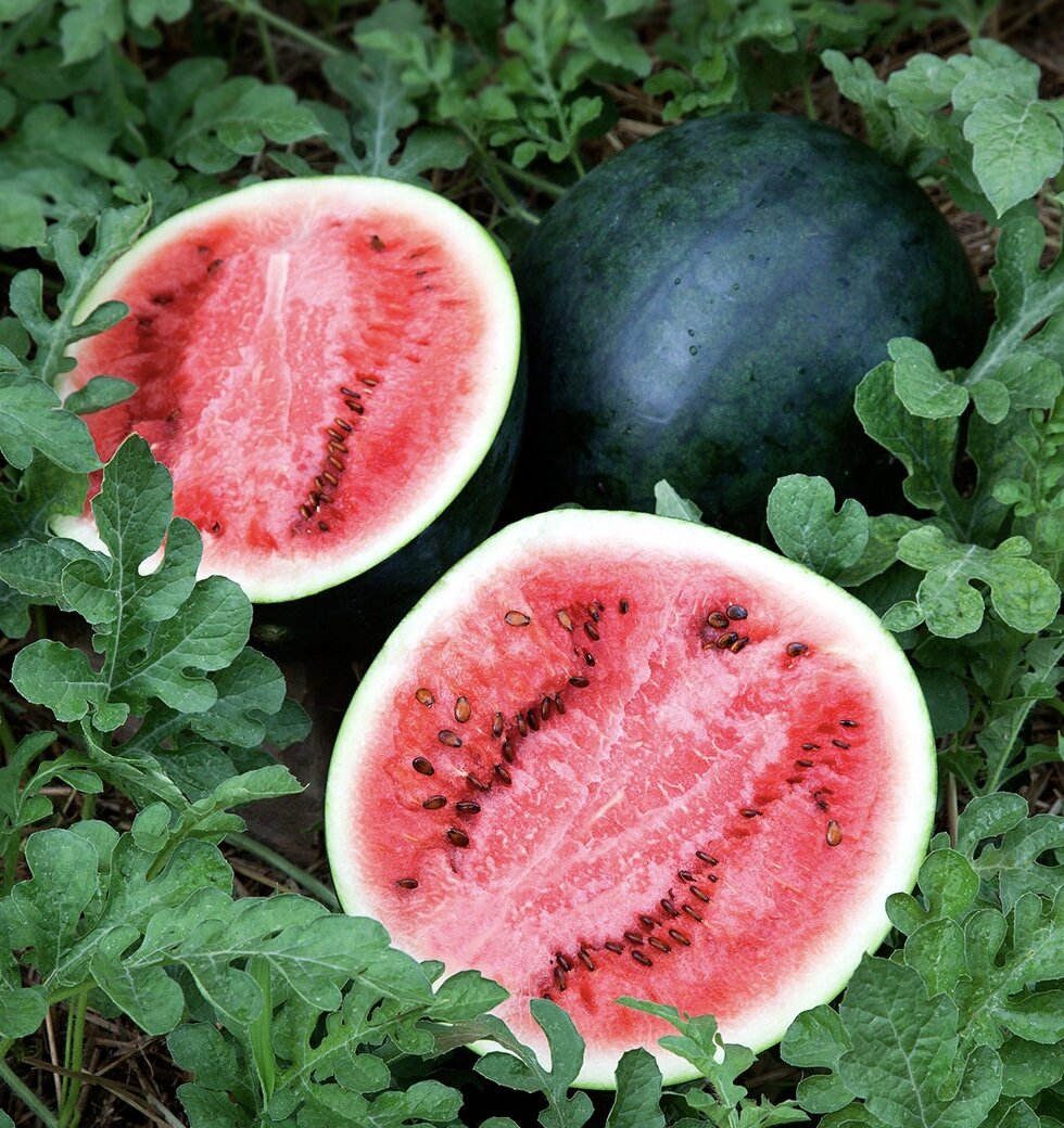 Арбуз Огонек