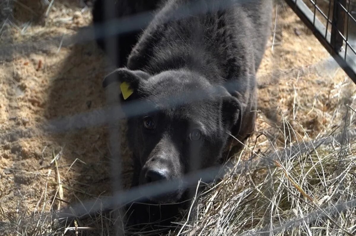    Глава Камчатки поручил обращать внимание на агрессивность собак при отлове