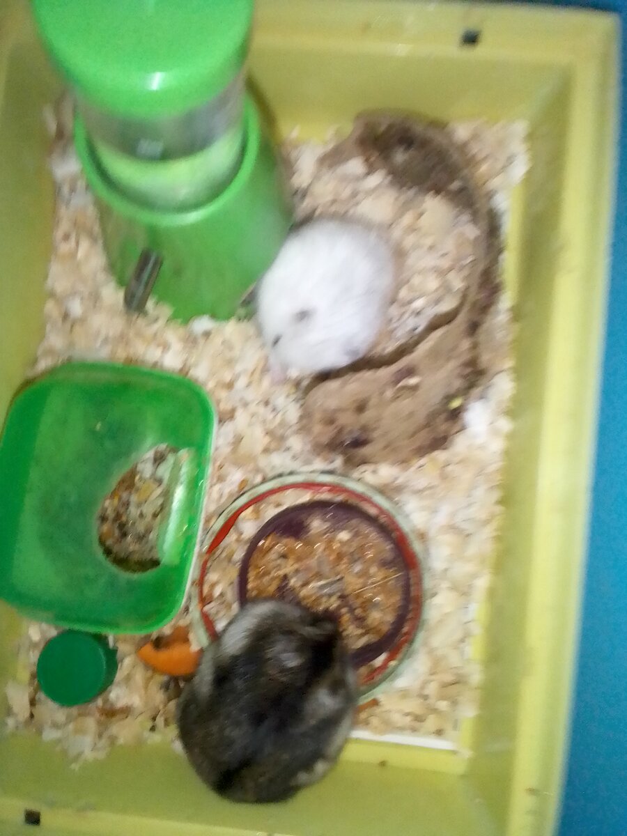 НьюМи (Белый) и Регина (коричневая)