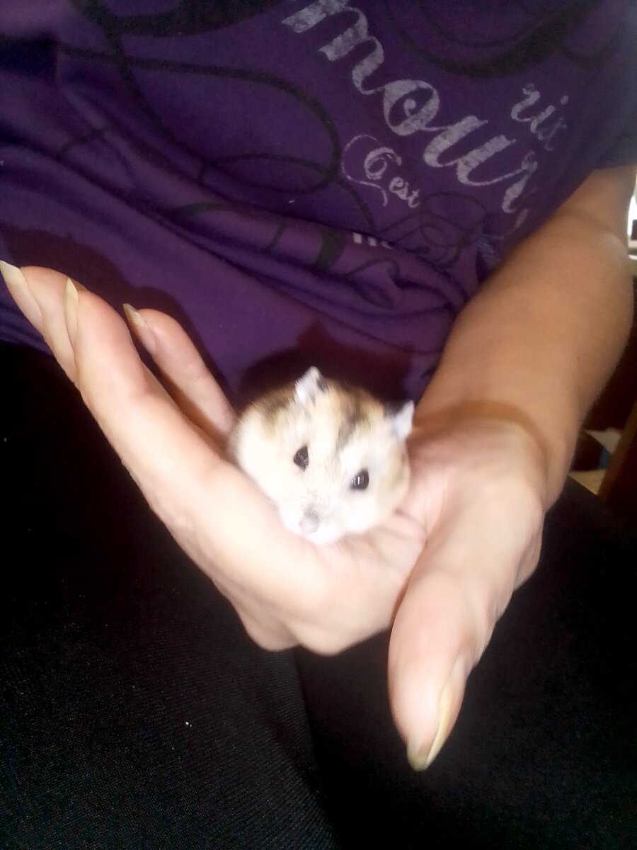 Хомячонок Веня, последний сынок Ньюми и Регины 