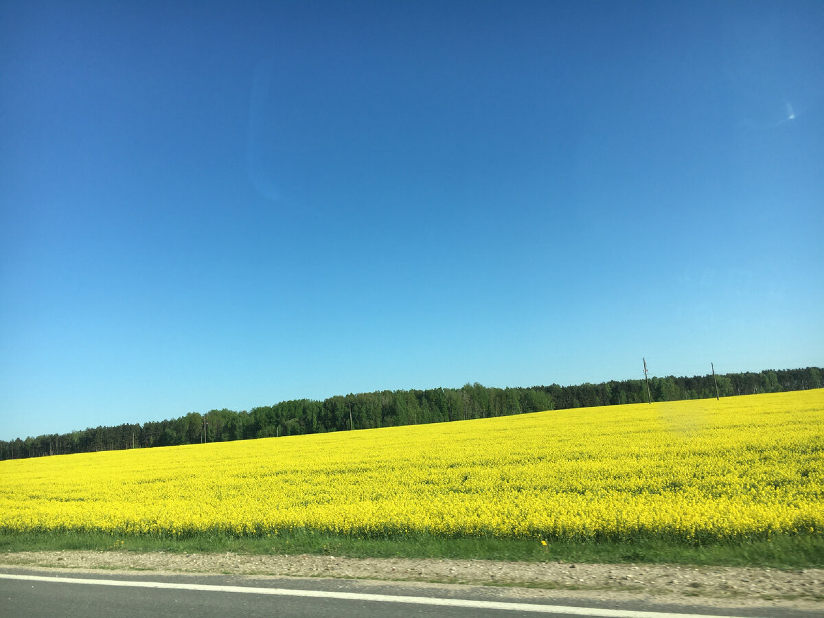 Справа и слева от дорог - золотые моря 