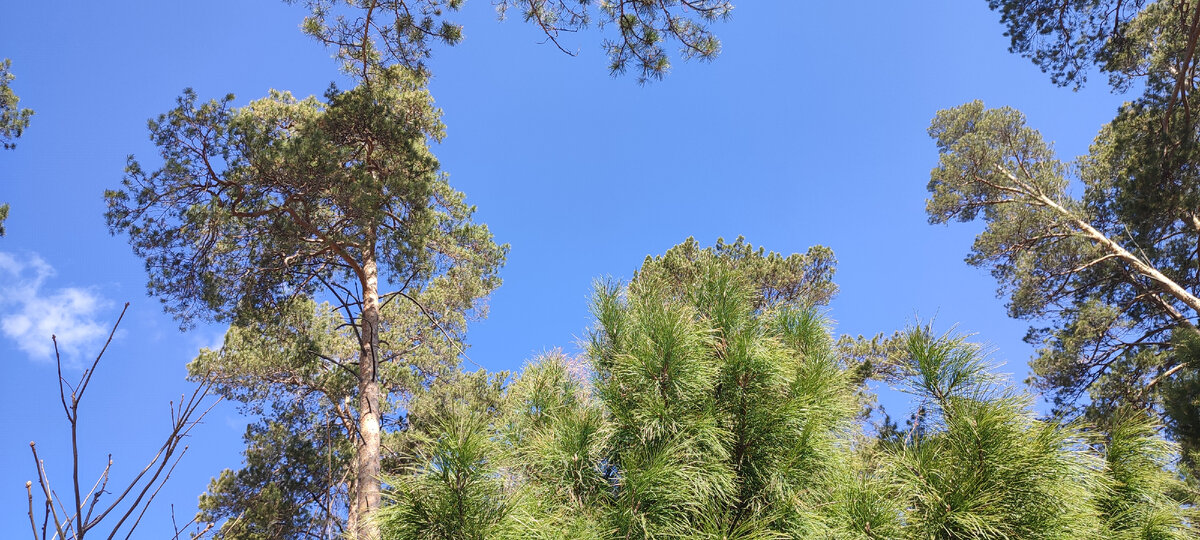 На фоне сосен и кедра, такое небо смотрится совсем уж фантастически. 