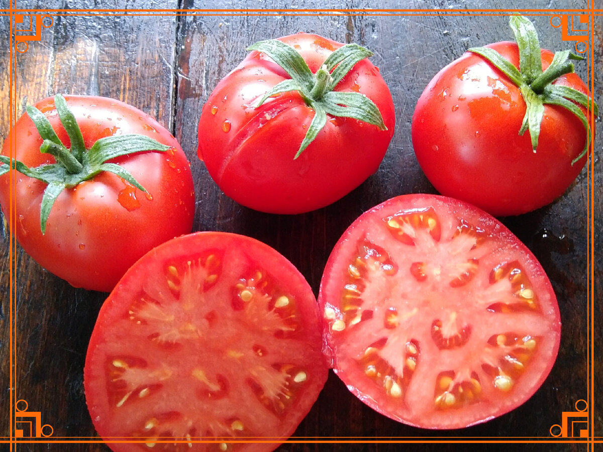 Фото из Интернета. Как выглядят помидоры Монгольский карлик