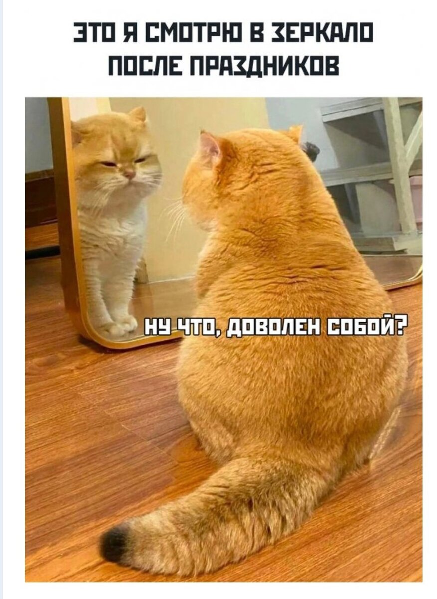 в отличии от котика я собой абсолютно не довольна