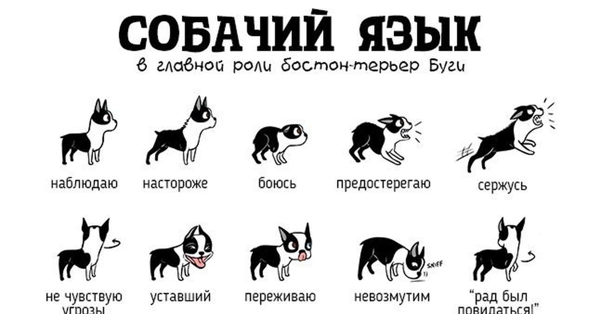 Собачий язык учить. Поведение собак. Поведение собаки по хвосту. Язык жестов собак.