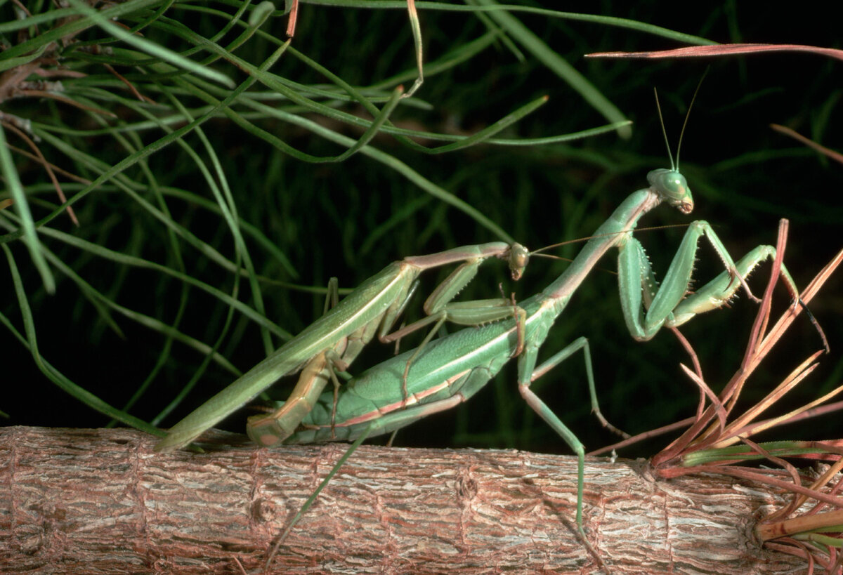 Ничего интересного, просто игра богомолов в ковбоев)