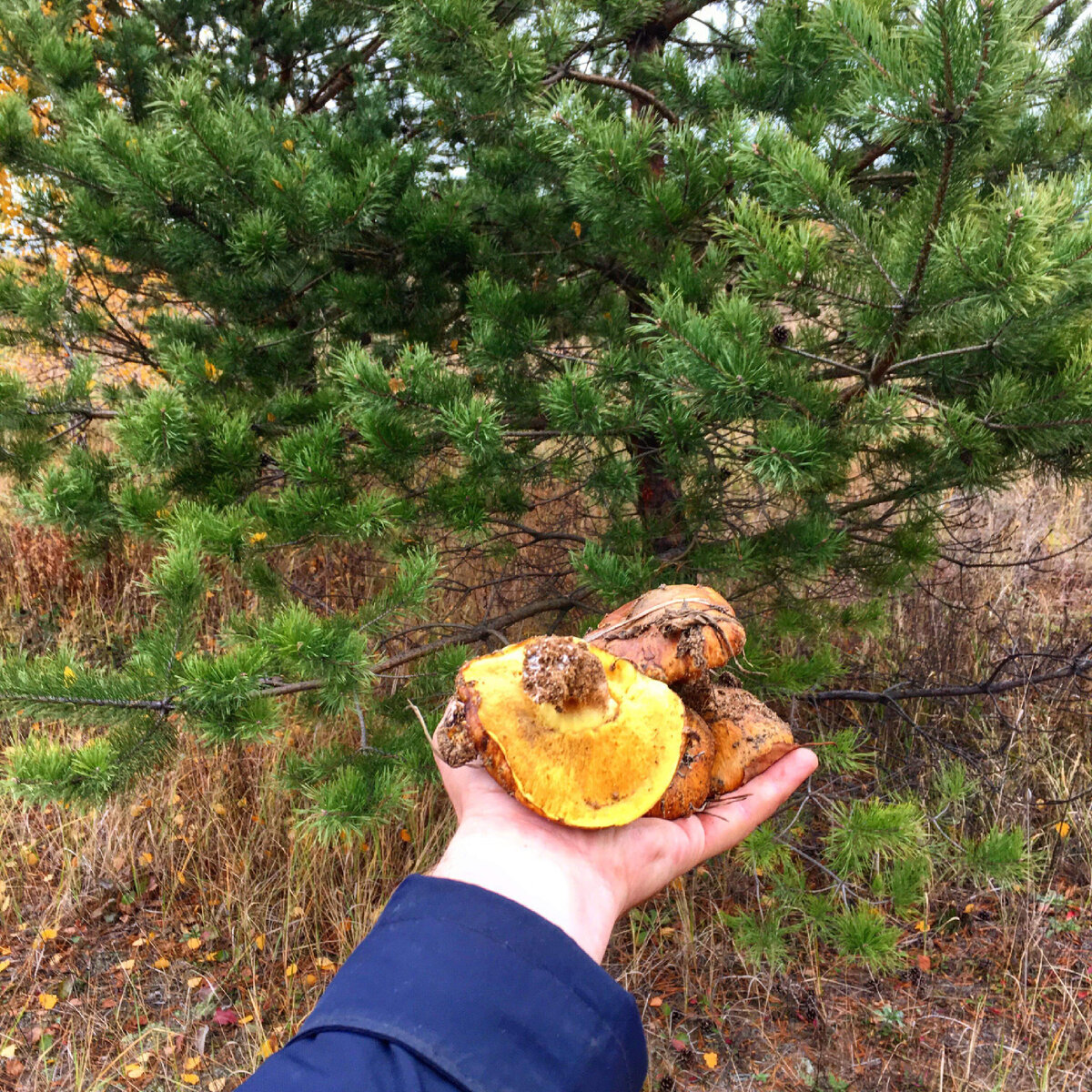 Маслята поздние в октябре 2018