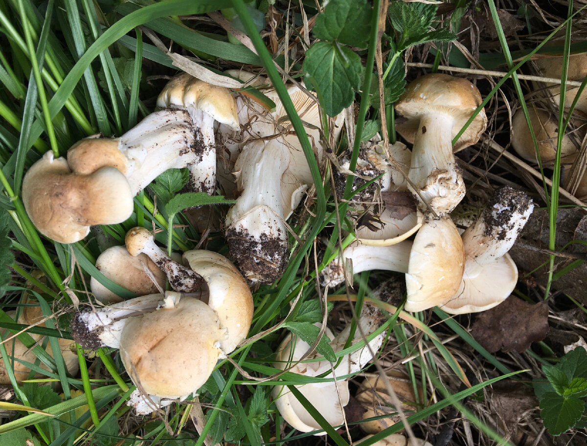 Майская рядовка