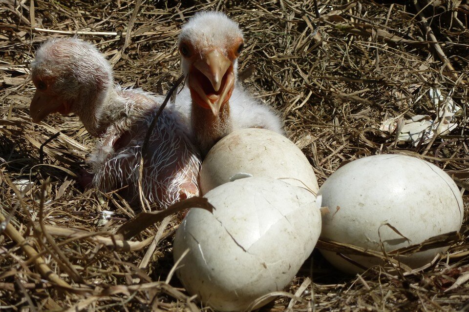    Привет, я родился. Фото: Владимир Стрельцов