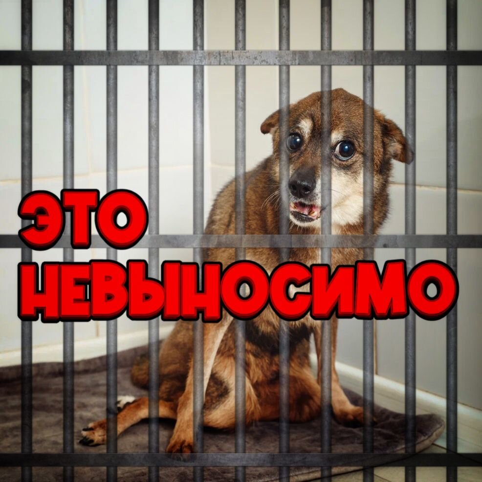 В этот день каждый из наших подопечных ждёт помощи