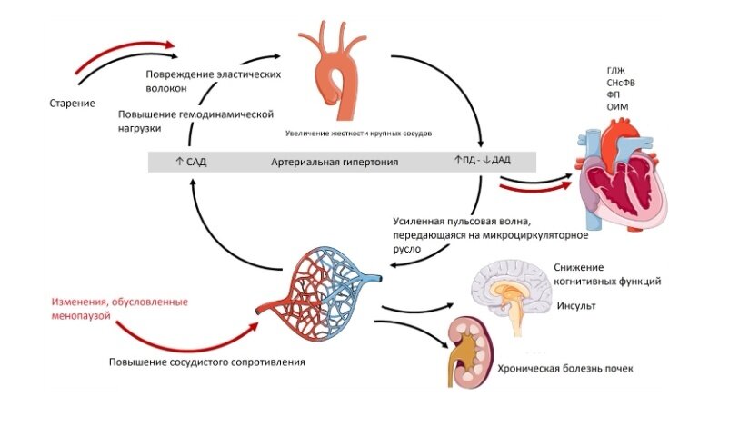 Механизмы артериальной дисфункции