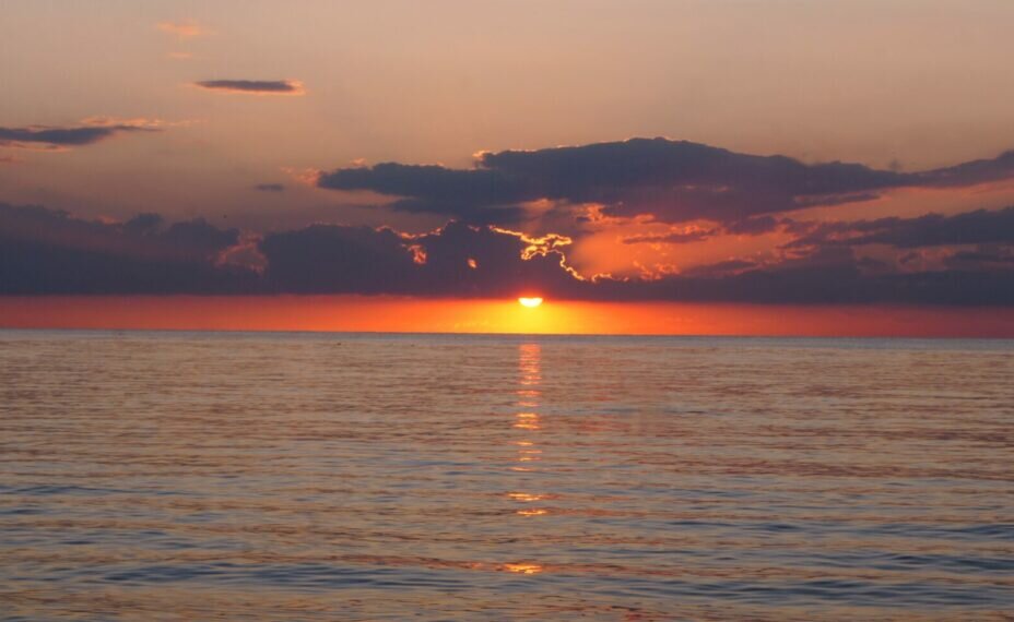    Причина сокращения популяции — повышение солености Азовского моря. Фото: pxhere