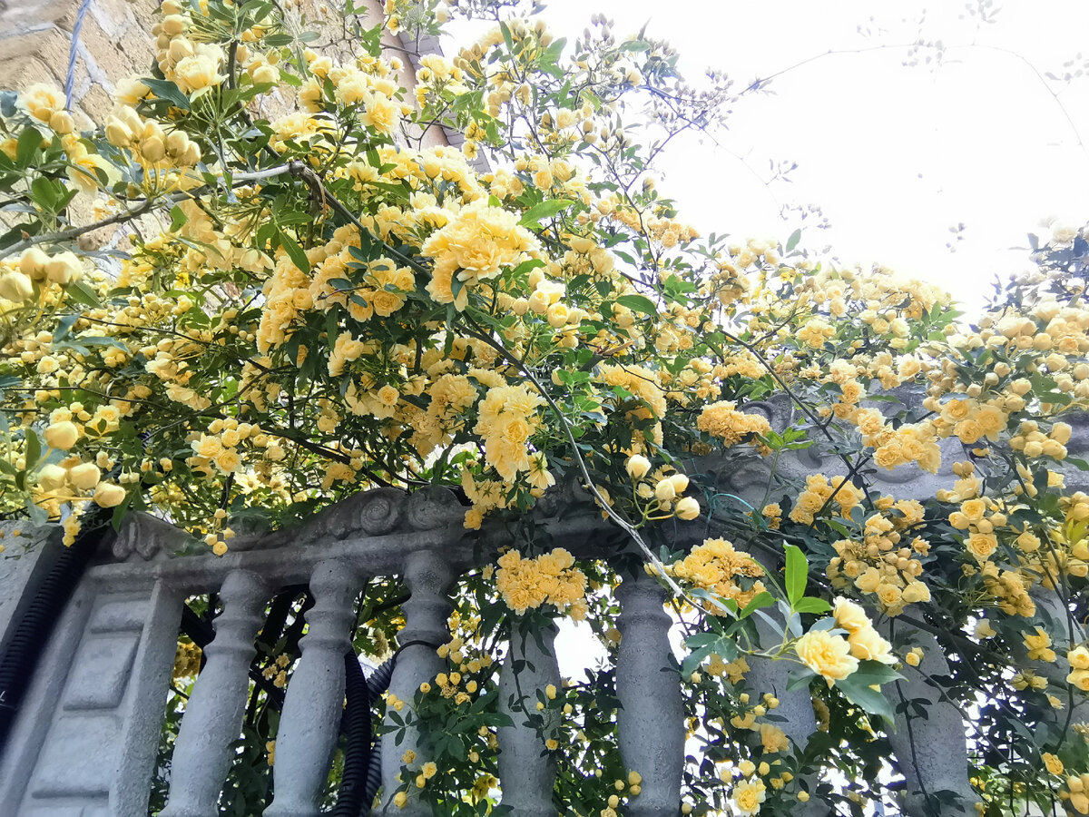 В Алуште уже цветут вовсю, украшая заборы. 