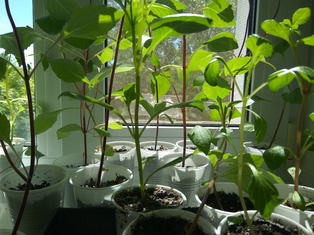 Георгина однолетняя – рассада. Фото автора