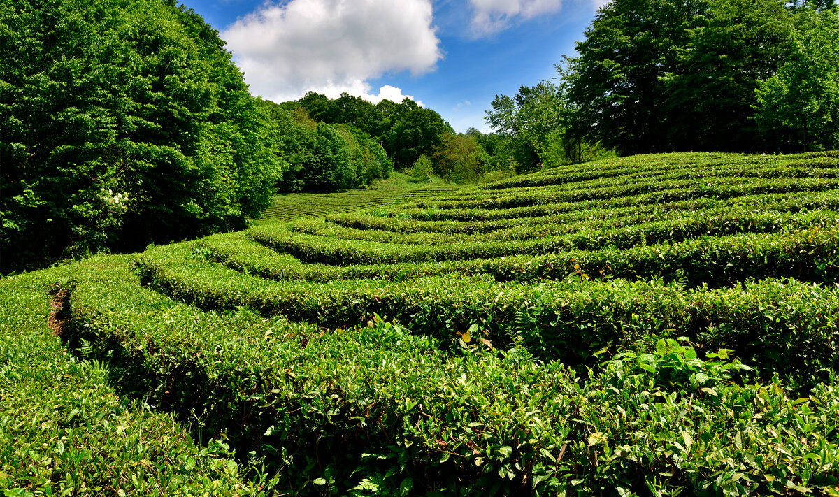 Здесь стройные ряды чайных кустов нежатся в лучах солнца в окружении зелёных холмов.Фото: StockphotoVideo / Shutterstock.com