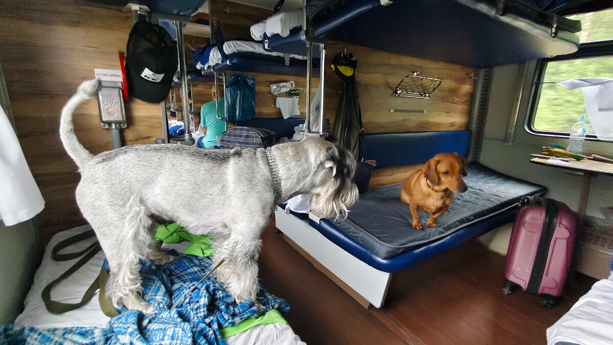 Собаки в поезде (Олаф и наш сосед Арчи)