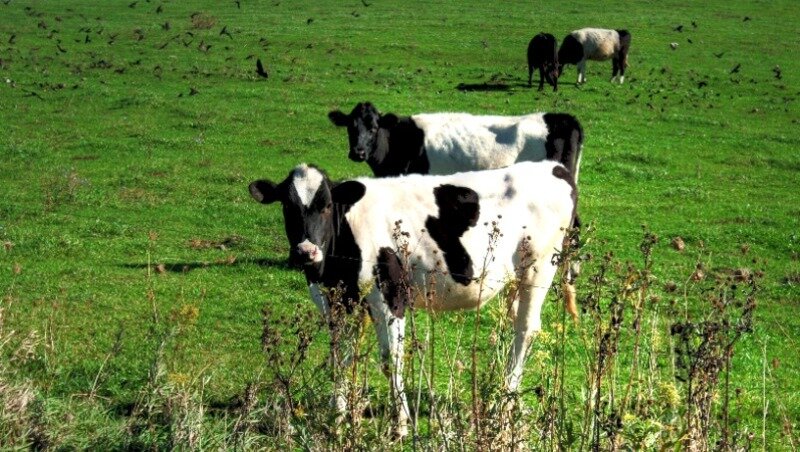 Фото: pxhere.com