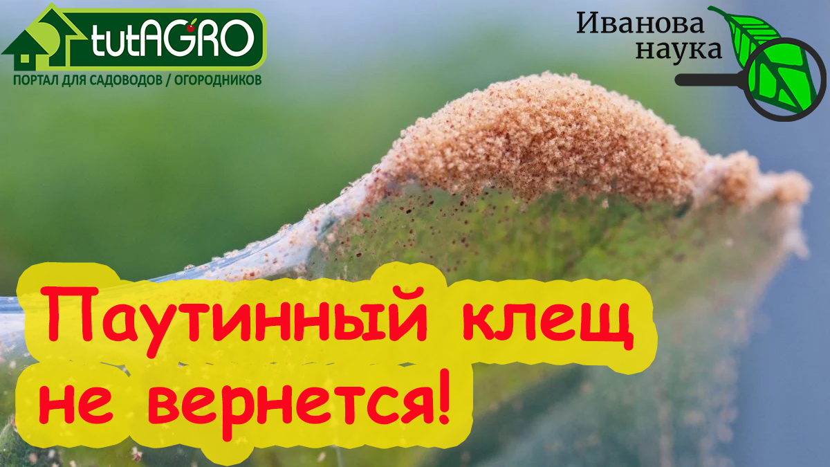 Эффективные способы устранения вредителя