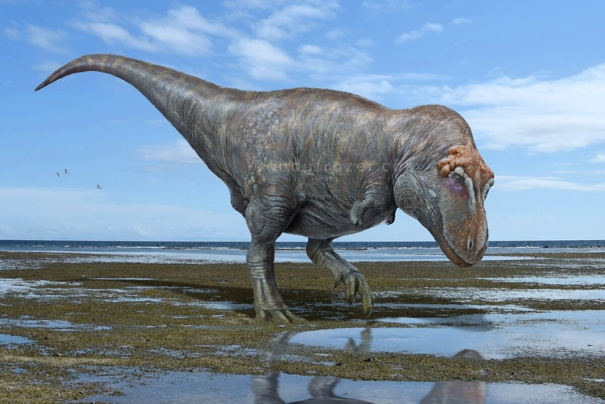 Тираннозавр смотрит в своё отражение.