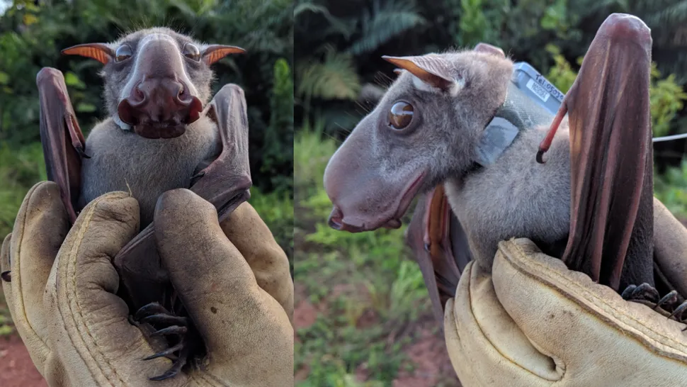 An adult male hammer-headed bat (Hypsignathus monstrosus) fitted with a solar-powered GPS collar for study. (Image credit: Sarah H. Olson; (CC0 1.0)) 