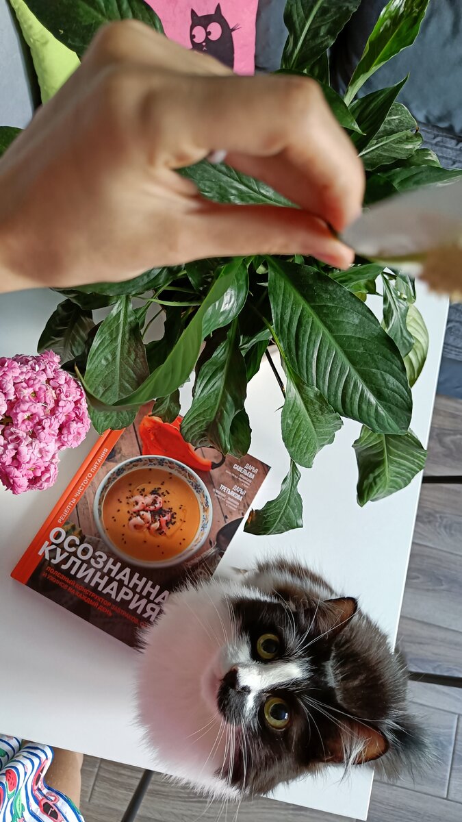 Будем питаться осознанно и чисто? Мяу!