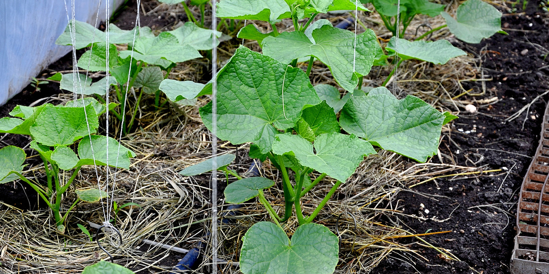 Желтеет рассада огурцов после пересадки на грядку. Агроном подсказал причины «беды» и решение (все наладилось)