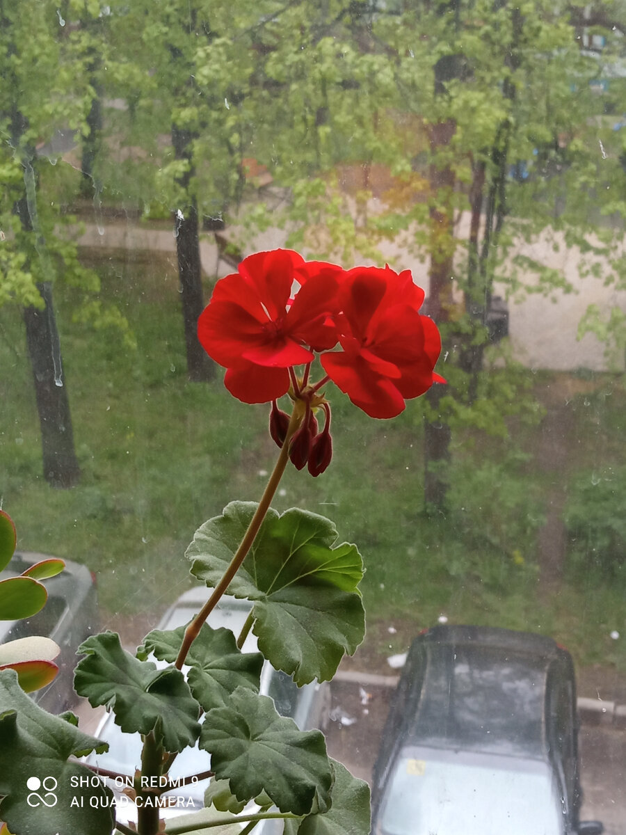 Герань  Фото Мурзилки