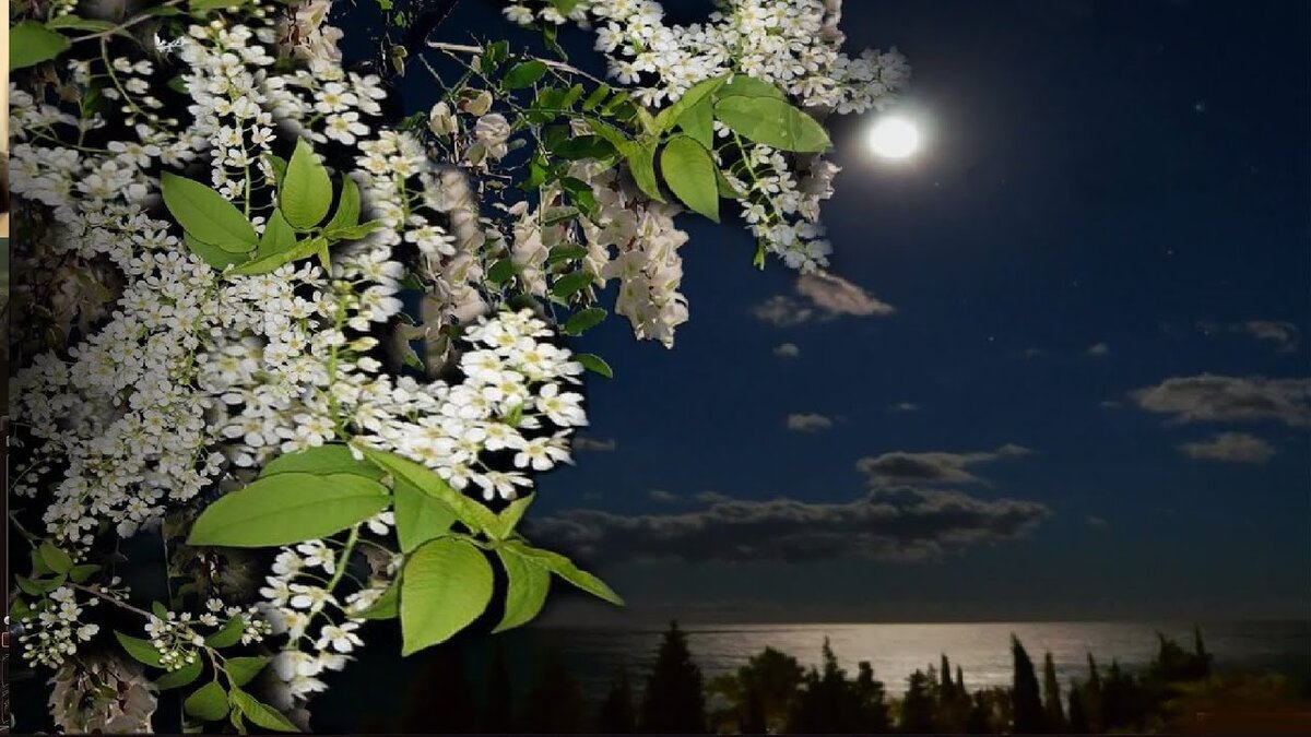 Ночью мне сегодня сон приснился что предо мой черемуха очень красивая ...