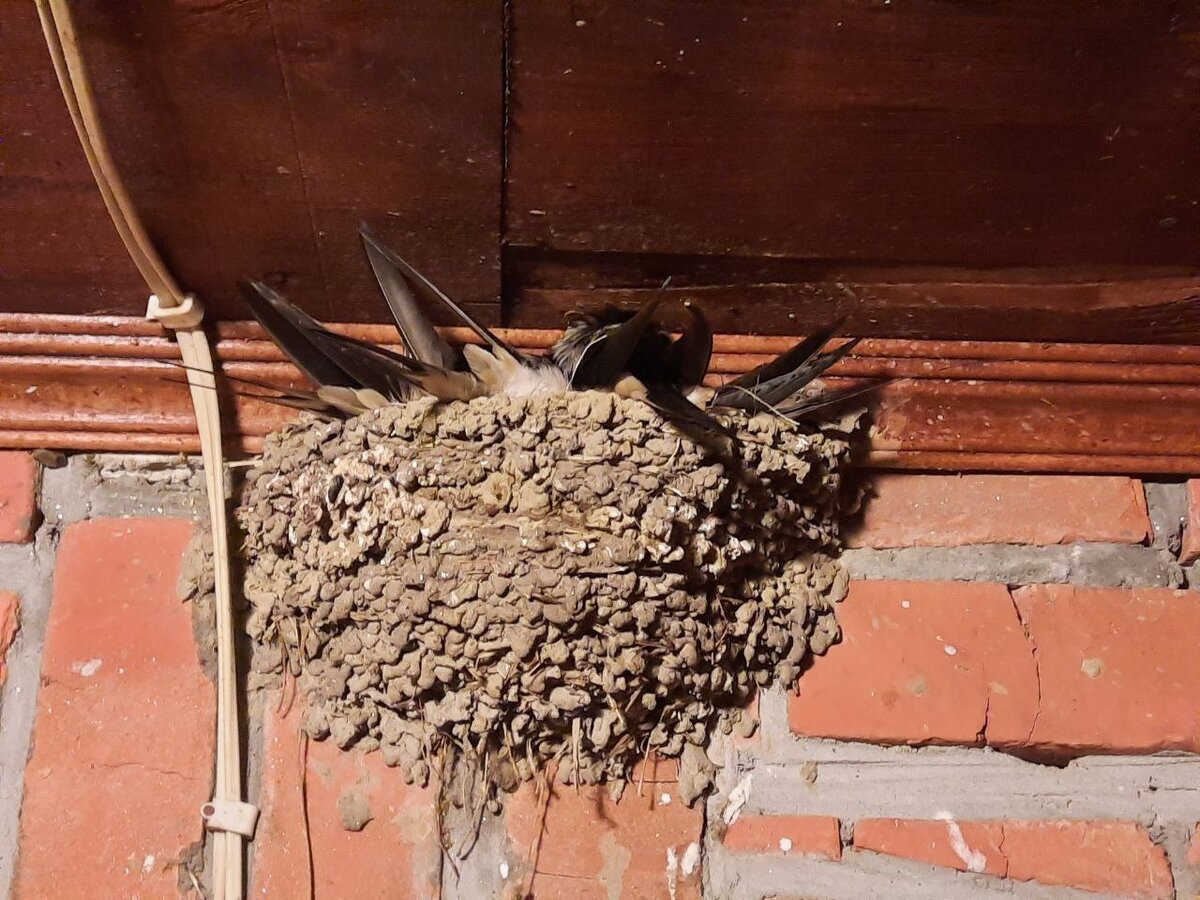 Ласточки греются друг об друга в Краснодарском крае при +12С