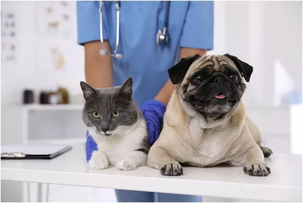 В России появилось 4 новых ветеринарных препарата, которые по формуле являются аналогами недоступных в нашей стране зарубежных лекарств для собак и кошек.
