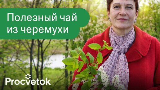 Укрепляет желудок и лечит его расстройство! Готовим полезный чай из черемухи