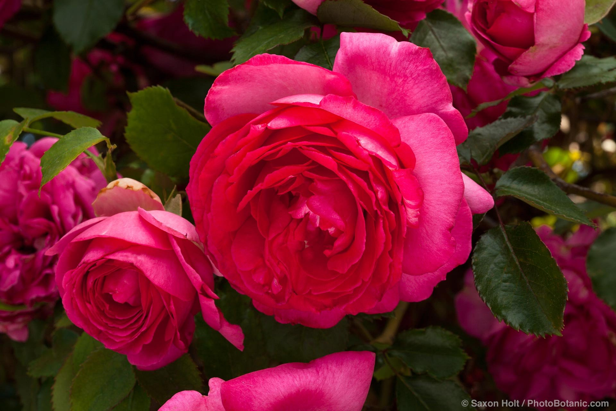 Цикламен Пьер де Ронсар. Cyclamen Pierre de Ronsard.