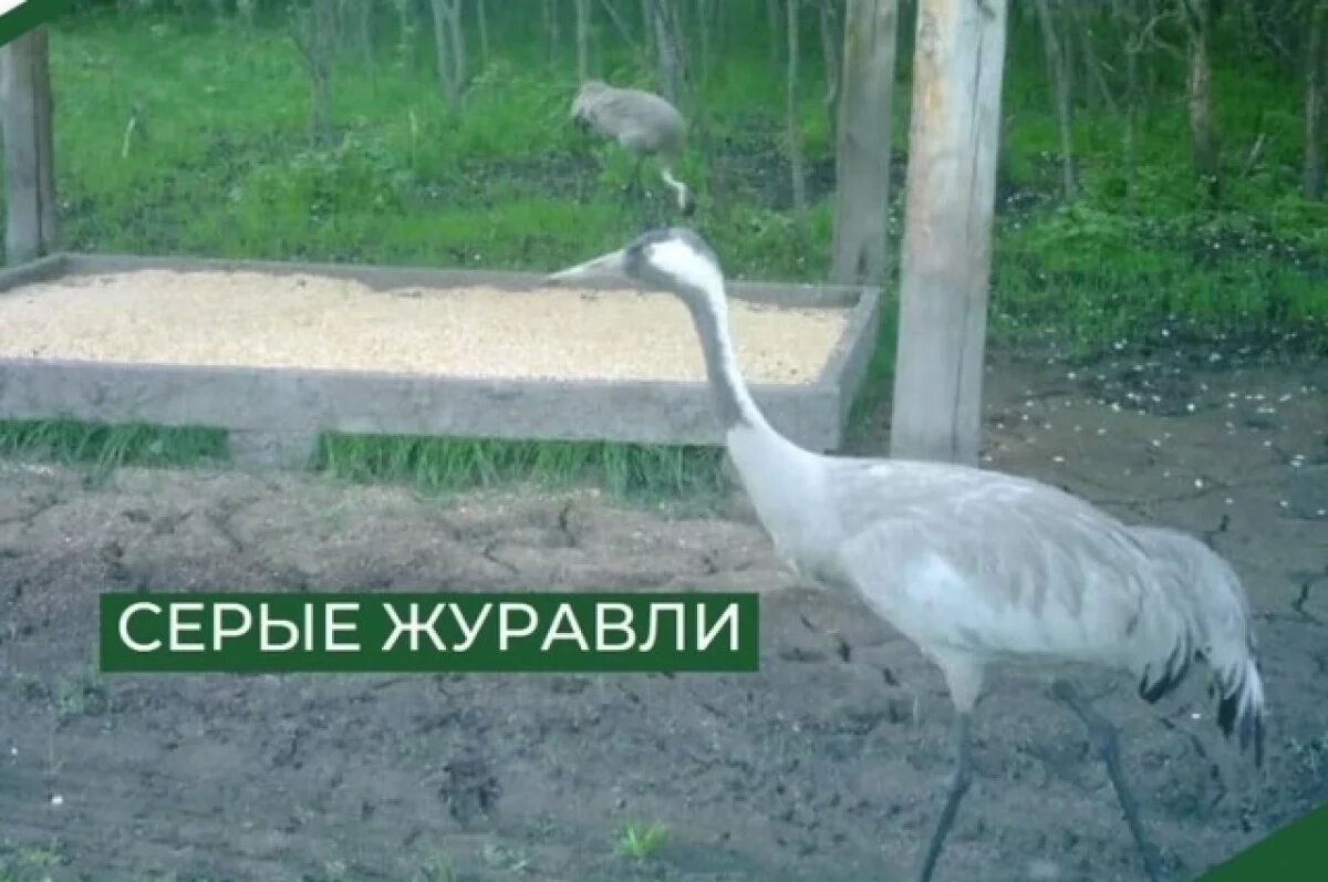    В Пензенской области серые журавли попали в фотоловушку