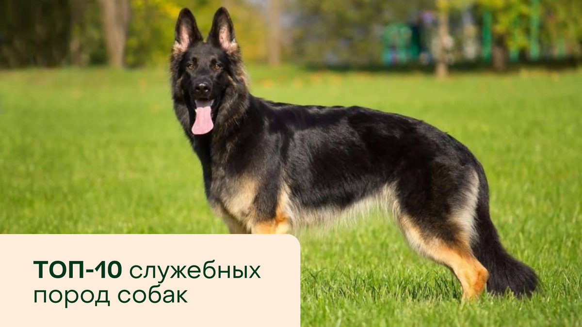 ТОП-10 служебных пород собак | Pet-Yes. Биржа домашних животных | Дзен