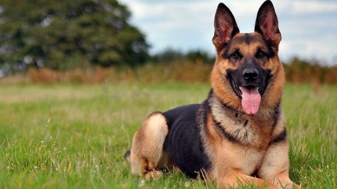 Фотография немецкой овчарки