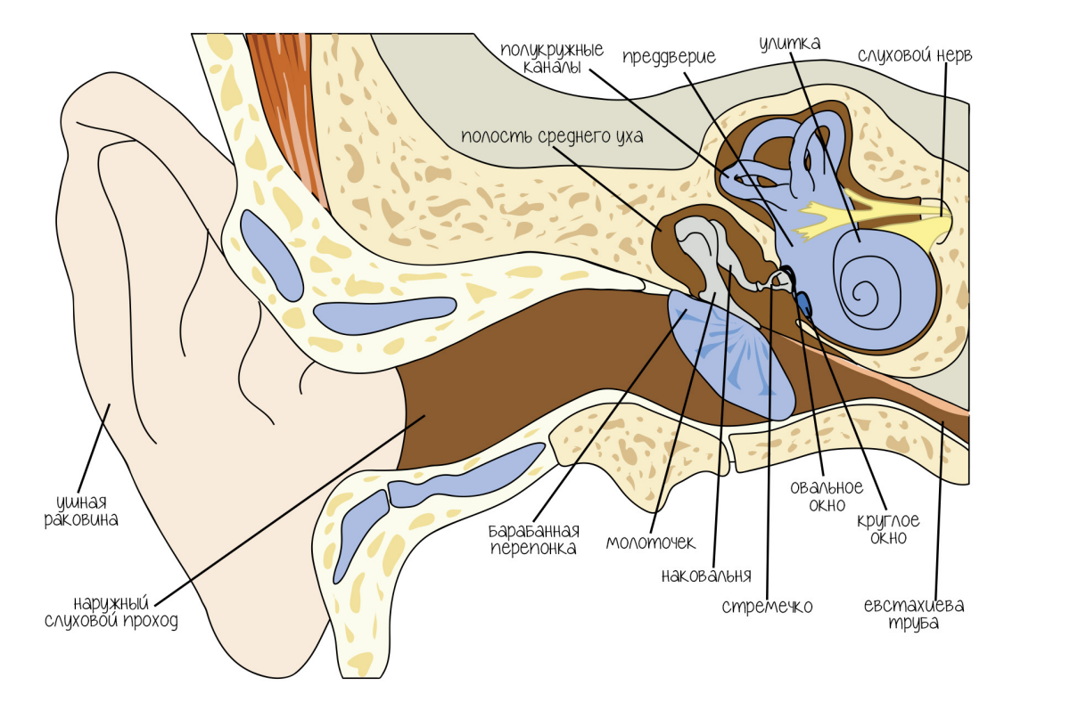 Строение слухового анализатора человека