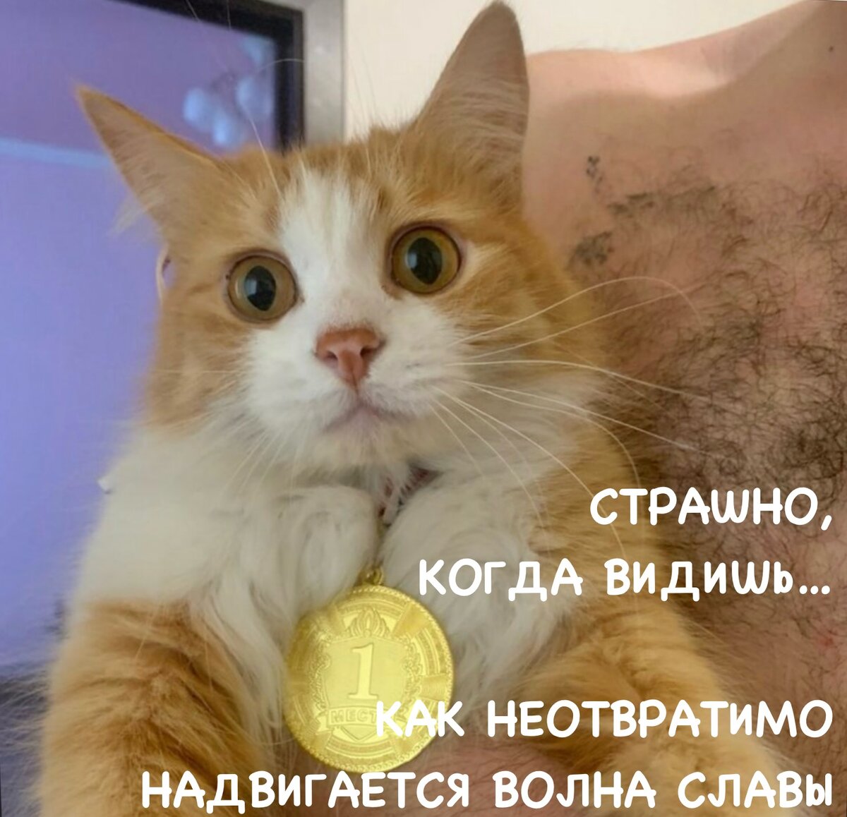 Цепляют глаз фотки котов: к позитиву всегда будь готов | Мой обожаемый ...