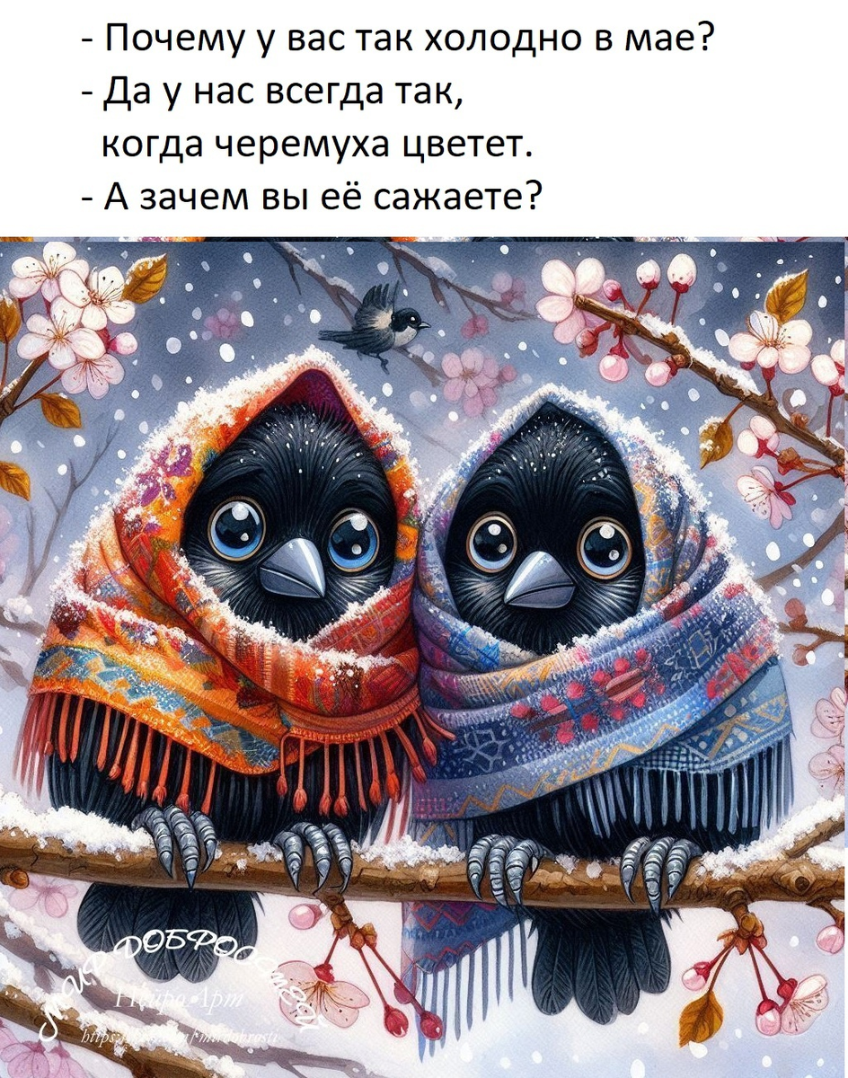 Такие они - черёмуховые холода