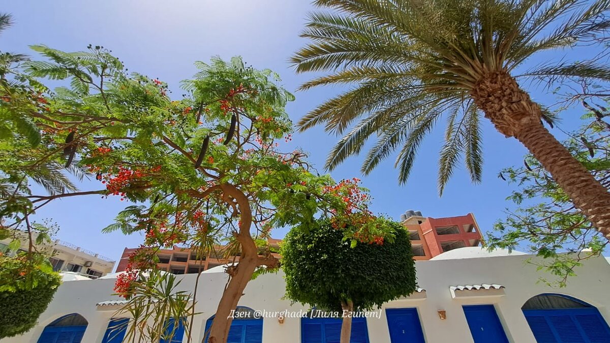 Фото из Хургады для статьи на Дзен, канал @hurghada [Лиля Египет]. Может ли египтянин прилететь в Сибирь и если нет, то почему...