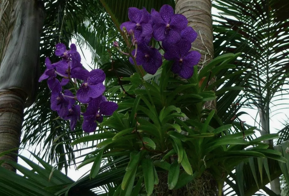 Орхидея в естественной среде. Flowers, Orchids, Orchidaceae