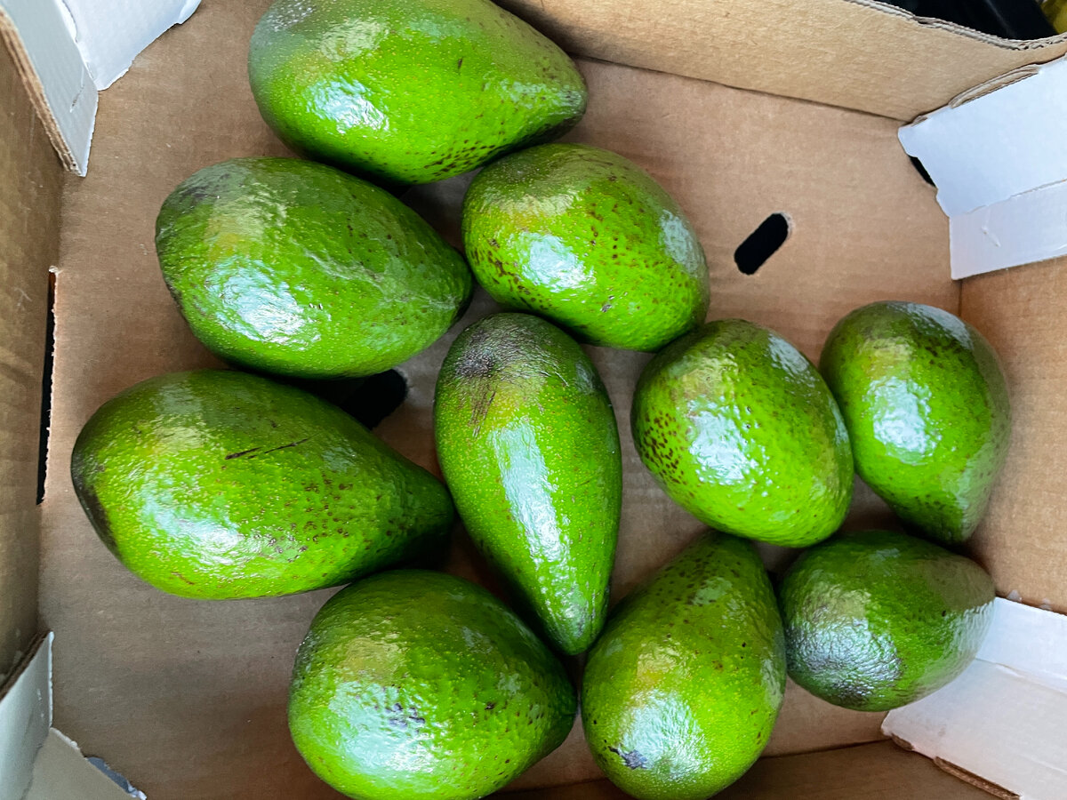 Вот такие авокадо в этот раз. пару штук уже употребили)).SunTravel (с)