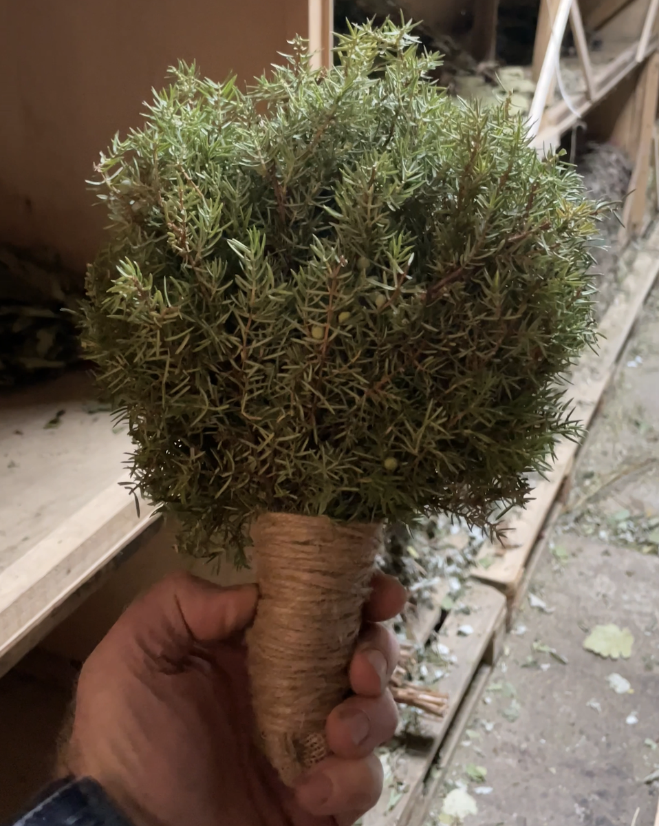 Ладошечный веник можжевельник
