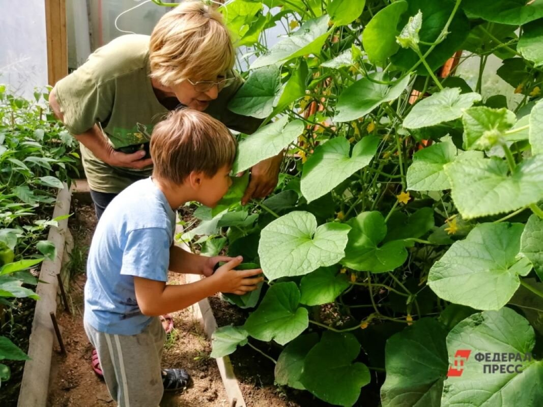 Лучше всего высаживать растения в теплицу не раньше середины мая.  Фото: Фото: ФедералПресс / Елена Майорова