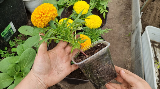 Рассада Бархатцев - когда зацветает и как сажаю в горшки🌼