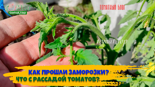 Как прошли заморозки? Что с рассадой томатов? Что помёрзло, а что нет? Томатный блог