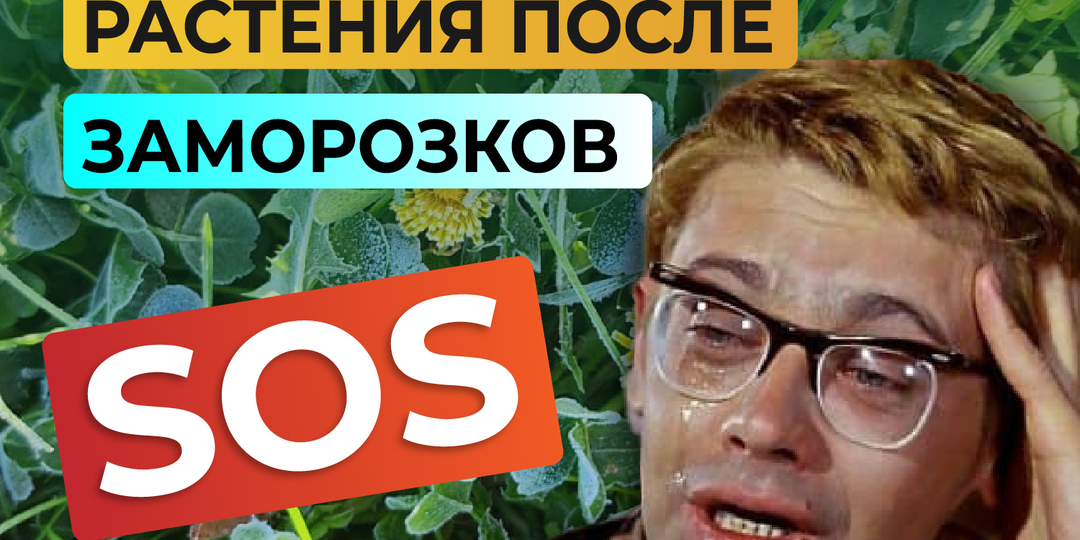 Как восстановить растения после заморозков?