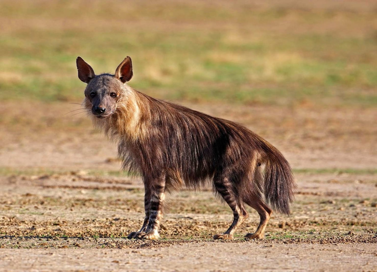 Бурая гиена.