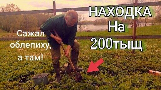 Удивительная находка! Динозавры во Псковской области, посадка облепихи, жимолости и клубники.