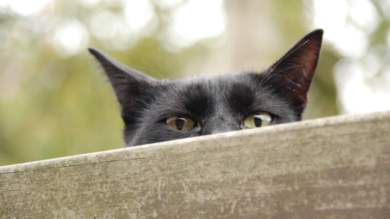 картинка из свободного интернета — Слежу за вами!