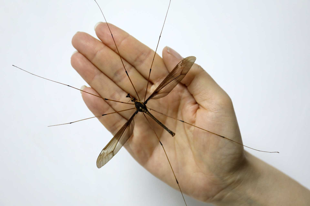Длина самого большого комара-долгоножки может превышать 20 сантиметров (с лапками).